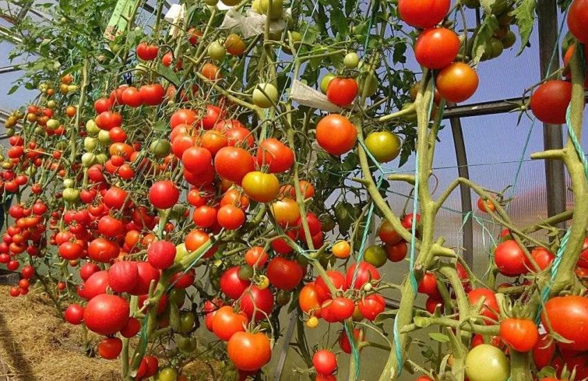 Правила обрезки помидоров в теплице
