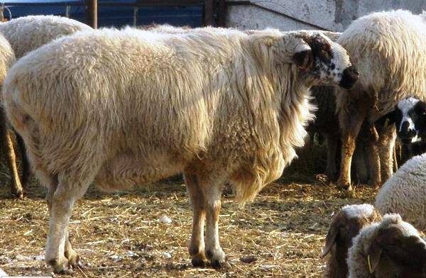 Гиссарская — овцеводство -> породы овец