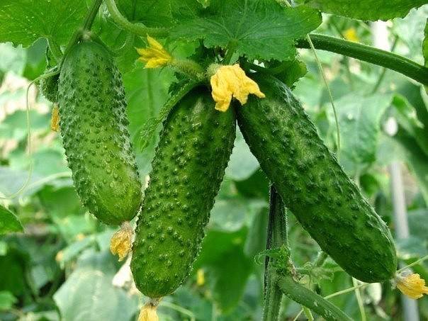 Когда и чем подкармливать огурцы летом: удобрения для обильного плодоношения