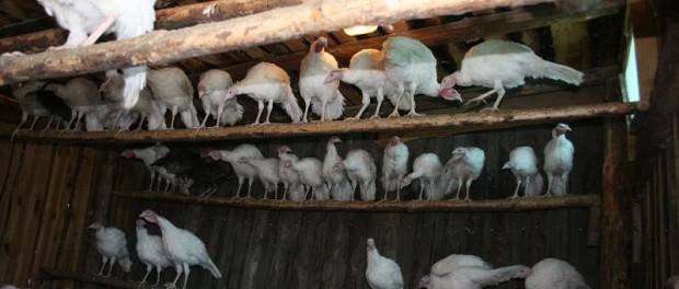 Сарай для индюков: требования к птичнику, материалы и строительство индюшатника