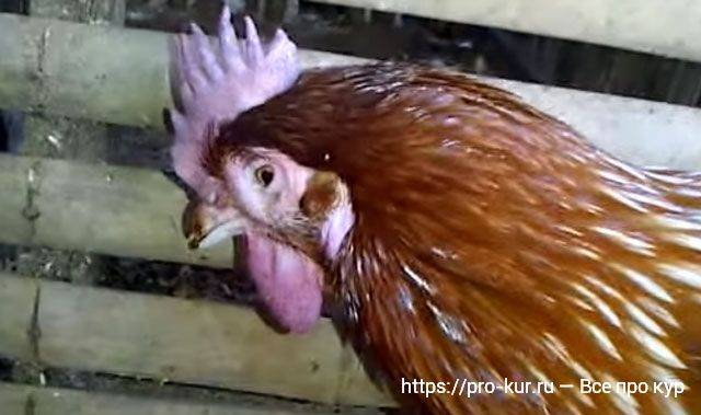 Птичий грипп у кур: описание, симптомы