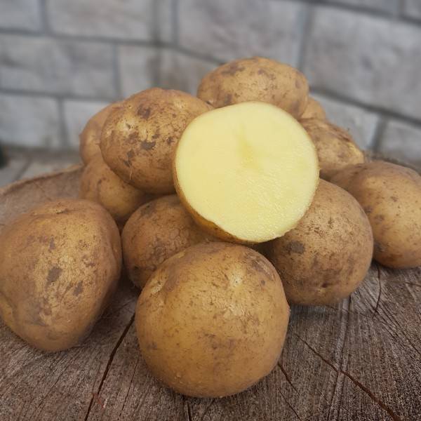 27 лучших сортов картофеля для среднего урала