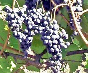 Виноград анюта: описание сорта, фото, отзывы, видео