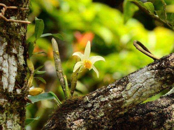 Орхидеи в природе- фото и описания представителей семейства орхидных
