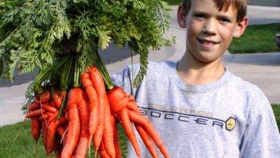Нужно ли обрезать ботву у моркови