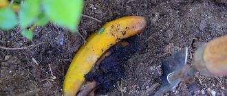 Удобрение из банановой кожуры для растений: подкормка и способы, полезные свойства, минусы