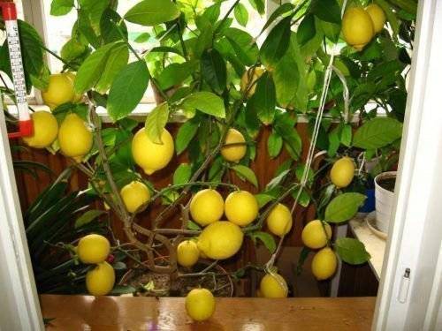 Выращивание ташкентского лимона