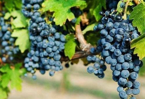Виноград «ливадийский черный»: описание сорта, характеристики, особенности выращивания, фото и отзывы. в каких регионах выращивают, плюсы и минусы ягод
