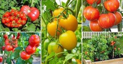 Выращивание томатов в парнике: посадка и уход