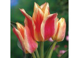 Какие существуют виды и сорта тюльпанов?