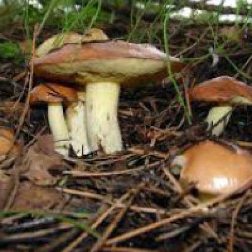 ✅ несъедобные грибы беларуси фото и название - питомник46.рф