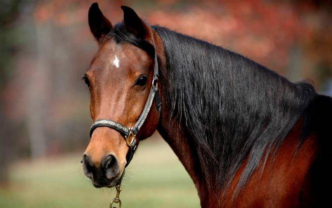 Продолжительность жизни лошади: какие факторы влияют на долголетие?