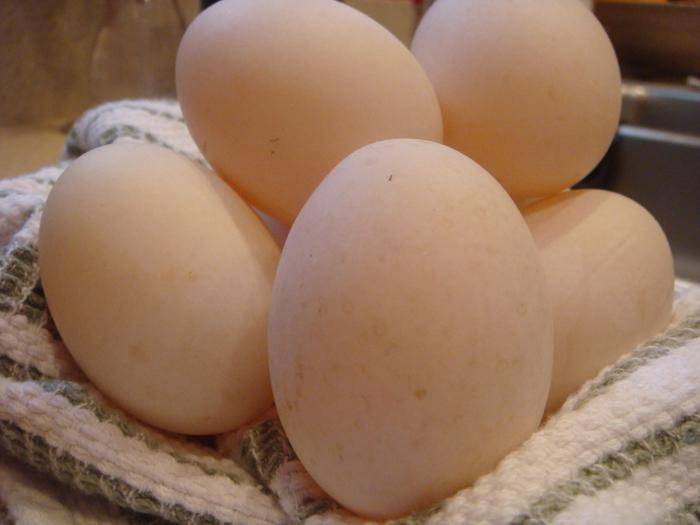 Гусиное яйцо: можно ли употреблять в пищу, польза и вред для человеческого организма, рецепт маски для лица