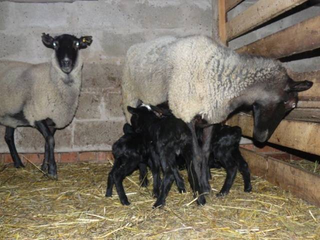 Романовская порода овец: характеристика, разведение и уход за ягнятами (+фото)