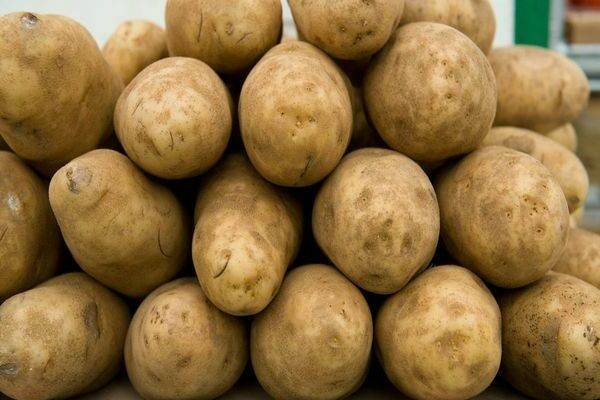 Раннеспелый картофель сорта латона: отличный вкус, высокая урожайность