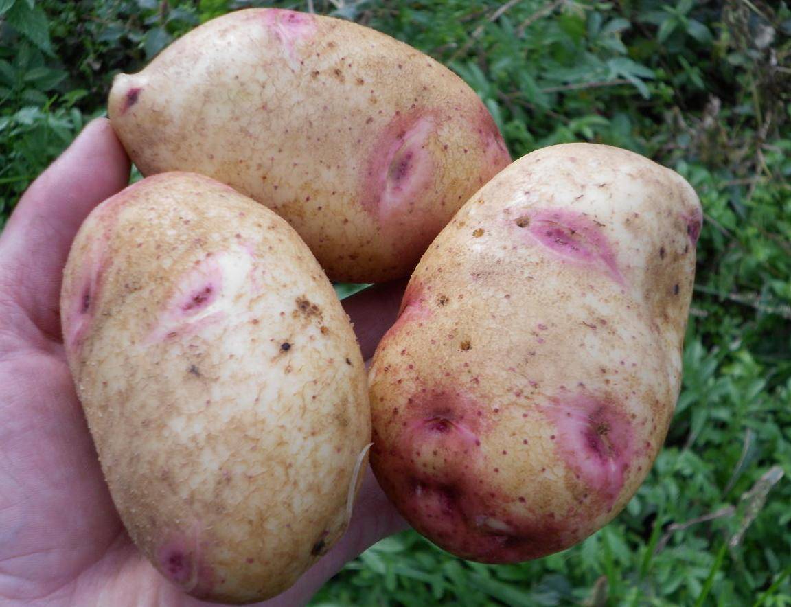 Характеристика картофеля Сказка