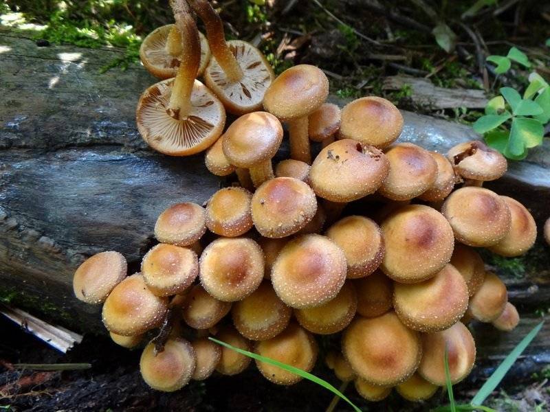 Опята: описание популярного гриба, виды, свойства, кулинарная ценность