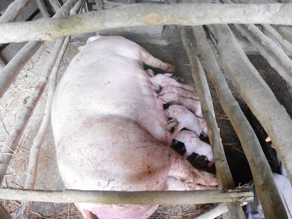Подготовка к родам свиньи в домашних условиях, календарь опороса и таблица по дате осеменения