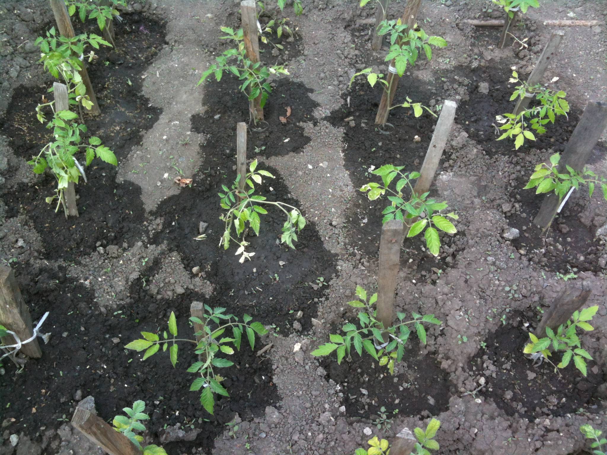 Выращивание томатов: рассада, посадка, пересадка - в теплице и грунте