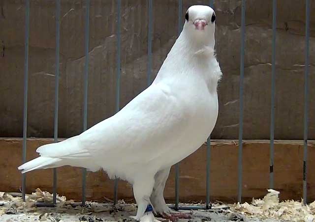 Пермские голуби: обзор высоколетных, гривунов и других разновидностей. как приучить взрослых пермяков к голубятни? какая продолжительность полета?