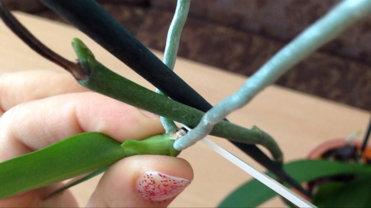 Создаём тропическую плантацию дома: топ советов и хитростей, как выращивать деток орхидей