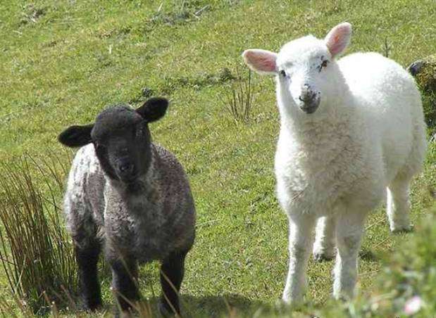 Описание Цигайской породы овец