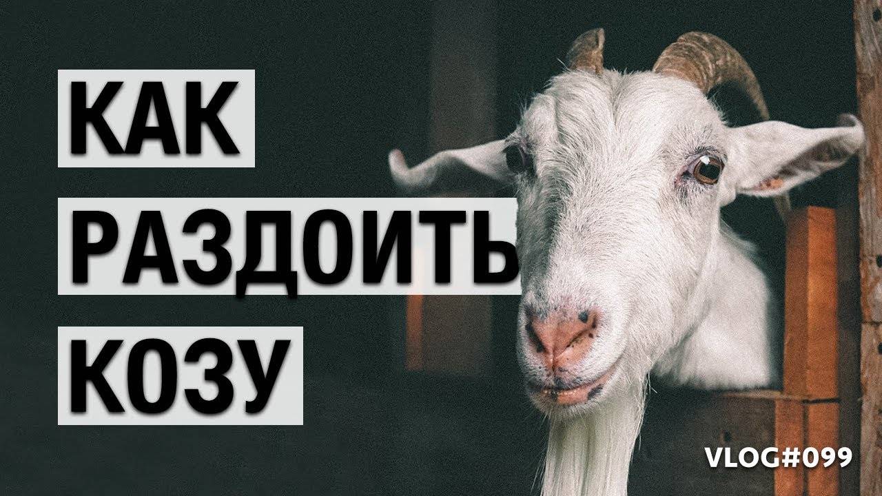 Как раздоить козу? инструкция раздаивания козы после первого окота. как раздоить козу, чтобы она давала 4 литра молока?