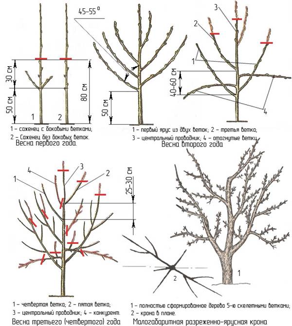 Обрезка яблони - фото и видео схемы правильной обработки дерева и примеры формирования кроны