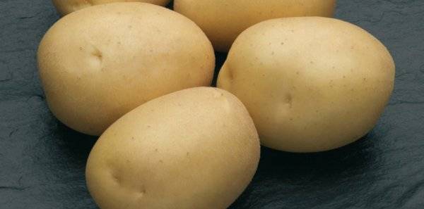 ᐉ сорт картофеля «сильвана (sylvana)» – описание и фото - roza-zanoza.ru