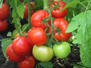 Томат "жонглер" f1: описание гибридного сорта, рекомендации по выращиванию хорошего урожая помидор русский фермер