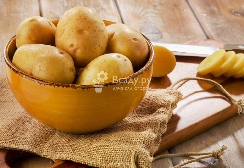 Картофель: польза и вред для организма человека | пища это лекарство