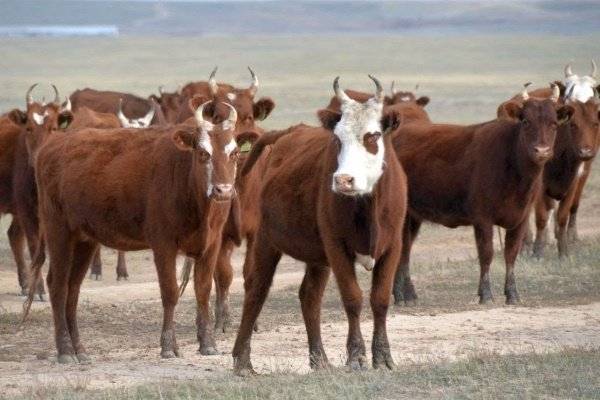 Калмыцкая порода коров: фото