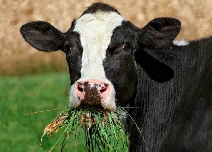 Запуск коров. особенности кормления и содержания коров в сухостойный период