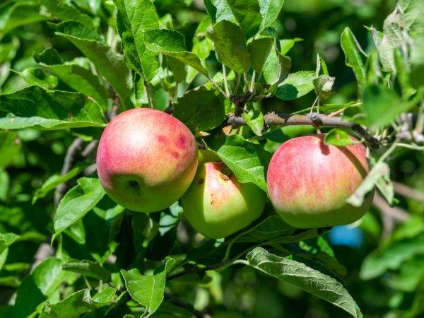 Поздние сорта яблонь: подробное описание и фото