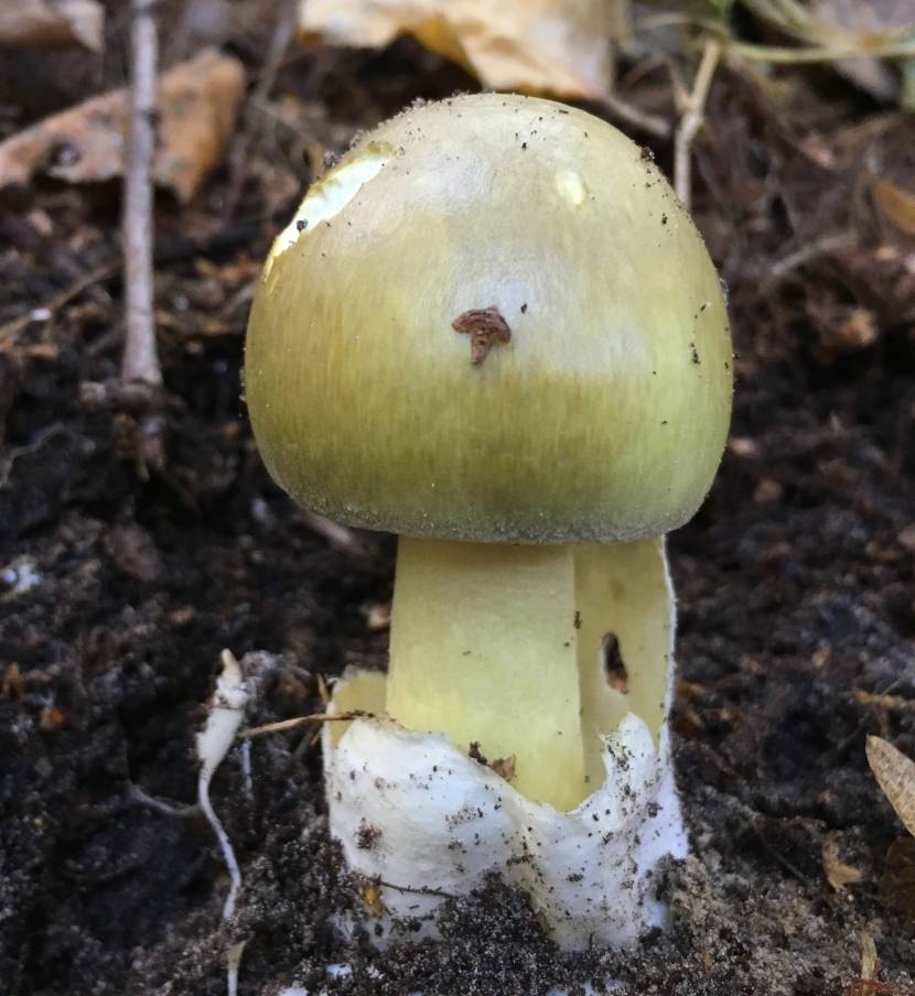Бледная поганка - 77 фото помогающих распознать очень опасный гриб