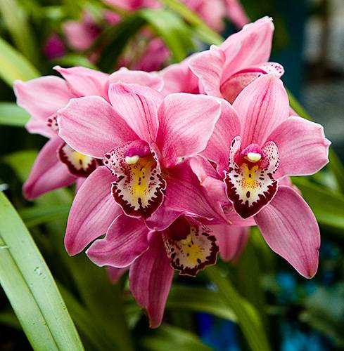 Фаленопсис в природе: происхождение и фото орхидеи, а также где и как она растет в естественных условиях