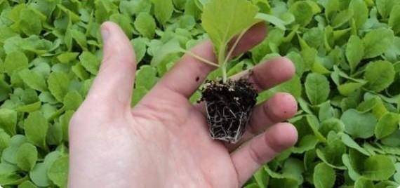 Как вырастить рассаду цветной капусты дома?