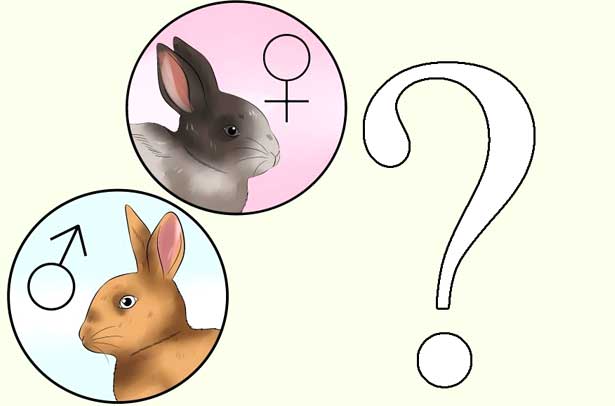 Советы, как определить пол декоративного кролика. отличие самца от самки - твой питомец