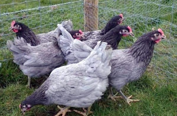 Лучшие породы куриц-несушек для дома