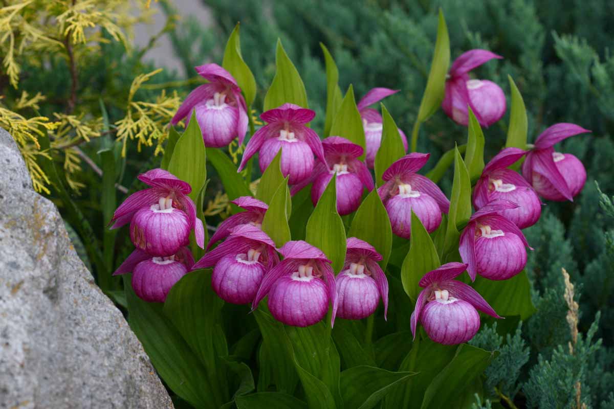 Сорта и виды орхидей: фото, названия, уход, цвета