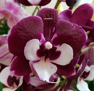 Бордовая орхидея: описание видов и буйство цвета на фото, а также полезные рекомендации по уходу в домашних условиях selo.guru — интернет портал о сельском хозяйстве