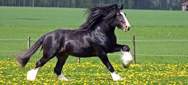 Интересные факты о самой высокой лошади в мире
