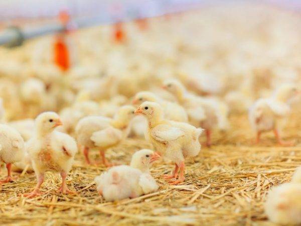 Температура для бройлеров: какой температурный режим нужен для содержания цыплят разного возраста в домашних условиях?