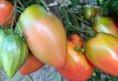 Характеристика и описание сорта томата сибирское чудо, его урожайность – дачные дела