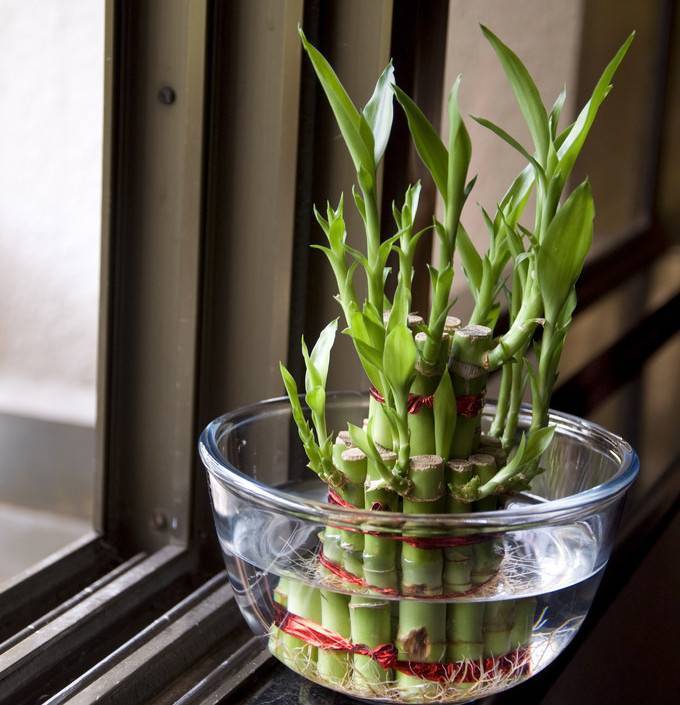 Комнатное растения бамбук: уход в домашних условиях, как размножается цветок, вырастает в вазе, горшке дома, фото, видео