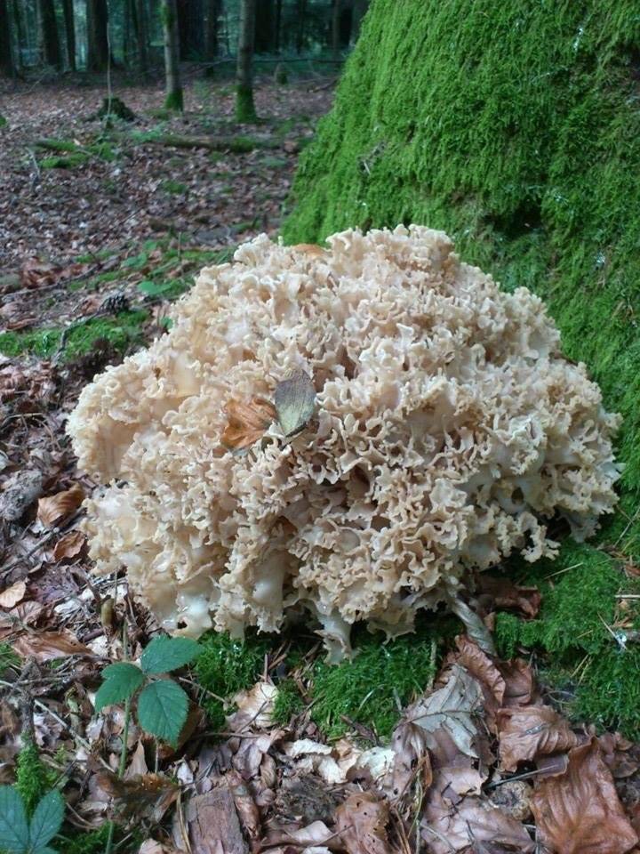 Характеристика гриба спарассис курчавый