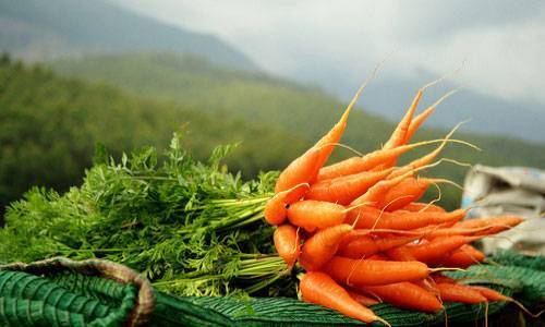 К чему снится морковь: свежая, большая, морковь на грядке во сне.