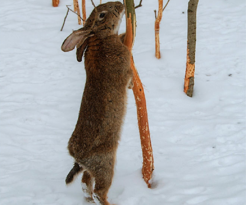 Чем питаются зайцы летом и зимой: описание вида и рациона