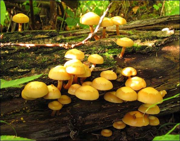 Описание грибов: съедобные грибы