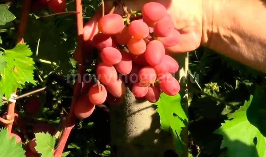 Описание винограда сорта кишмиш черный, выращивание и разновидности